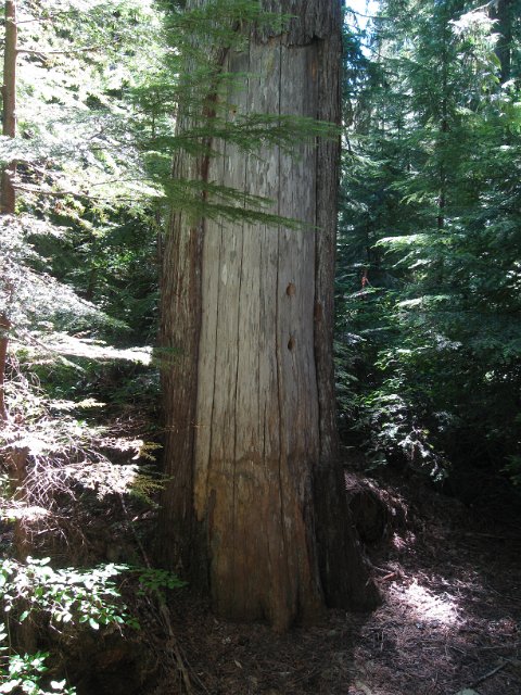 Paradise Creek-127.JPG - The Giving Tree